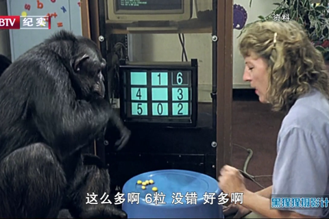 BBC自然世界.黑猩猩摄影计划 